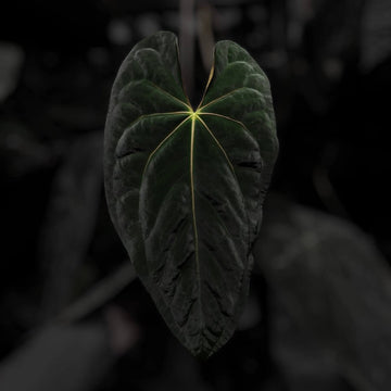 Anthurium #Baphomet