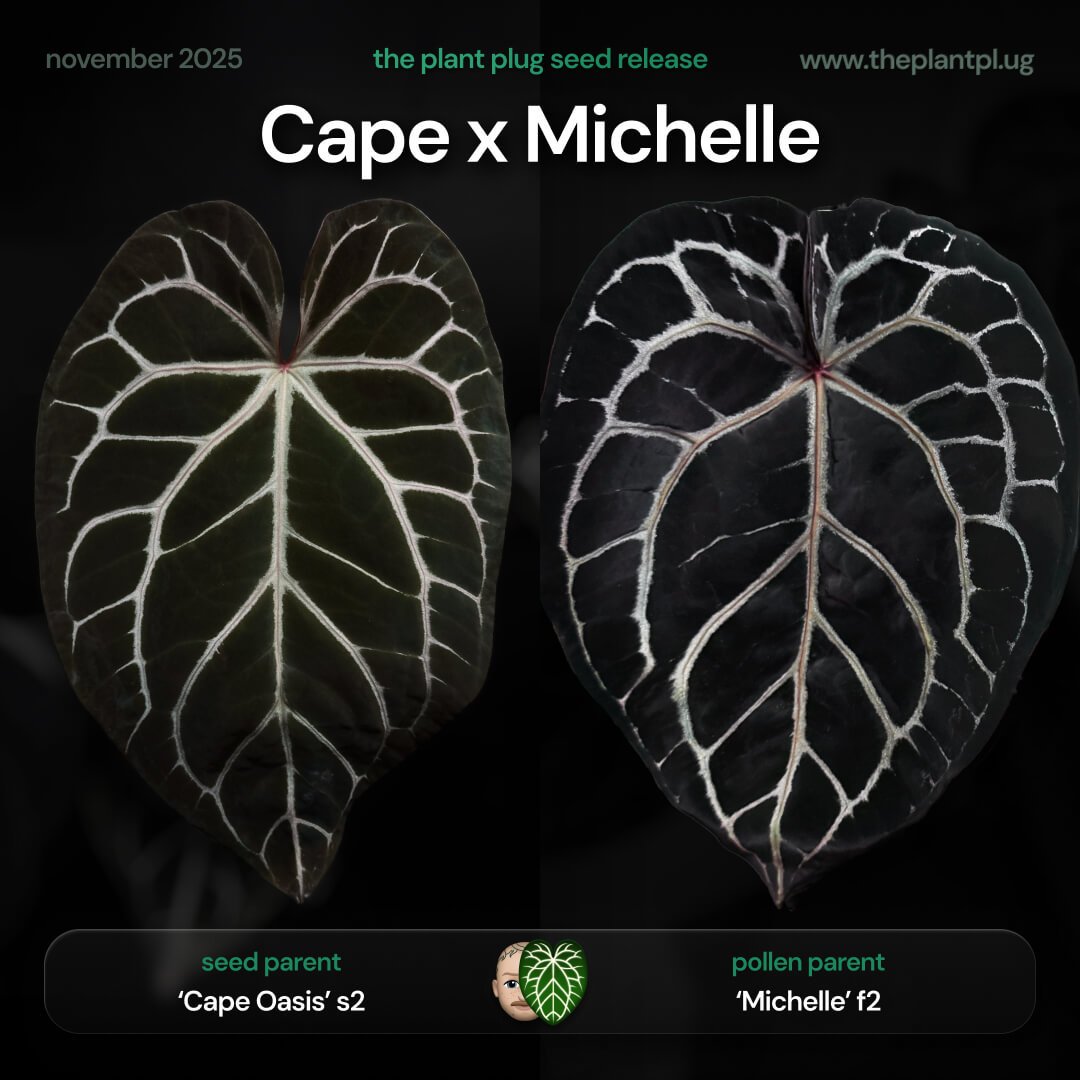 Anthurium 'Cape Oasis' x 'Michelle'