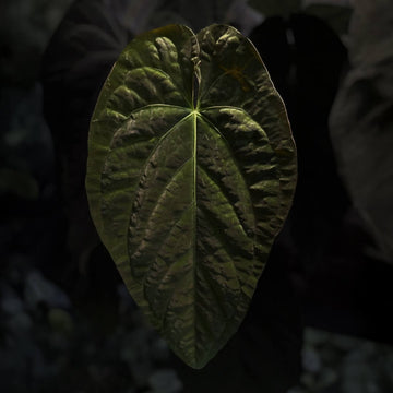 Anthurium 'Hoffx' x (papillilaminum x dressleri)