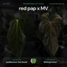 Anthurium Red pap x #MidnightVelvet