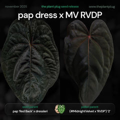 Anthurium pap dress x MV RVDP