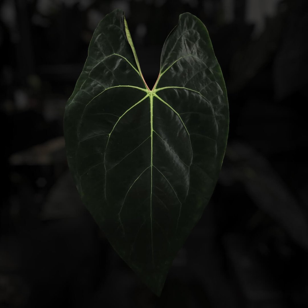 Anthurium besseae aff x papillilaminum 'A+'