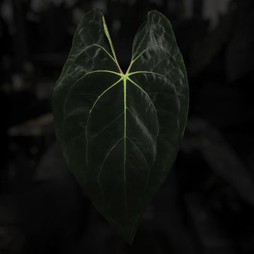 Anthurium besseae aff x papillilaminum 'A+'