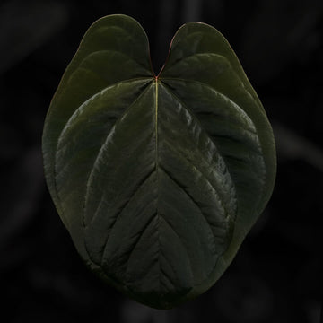 Anthurium (dressleri aff 'Eastern Dressleri') 'TPP1'