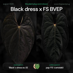 Anthurium Black dress x FS BVEP