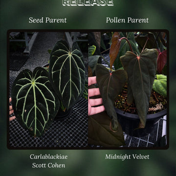 Anthurium carlablackiae x Midnight Velvet