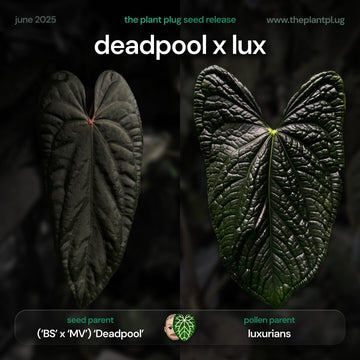Anthurium Deadpool x lux
