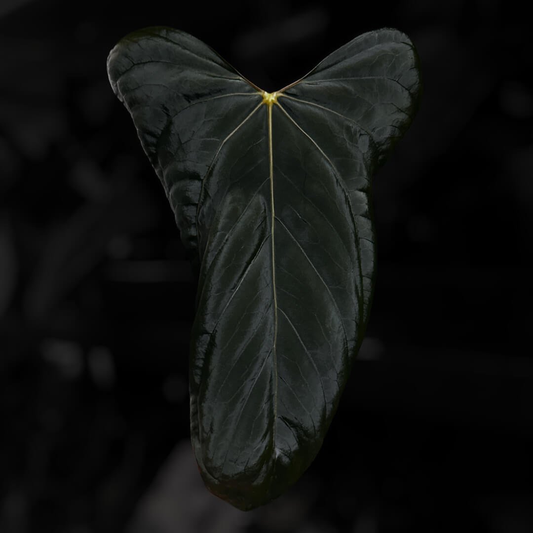 Anthurium #MidnightVelvet x 'Indo Port'