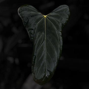 Anthurium #MidnightVelvet x 'Indo Port'