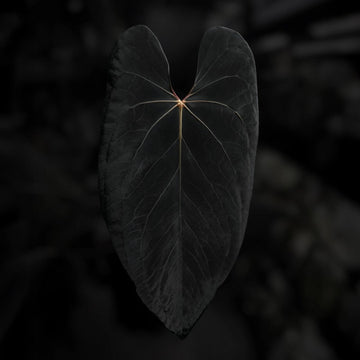 Anthurium (#BlackCherry x papillilaminum) '2'