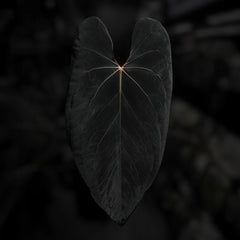 Anthurium (#BlackCherry x papillilaminum) '2'
