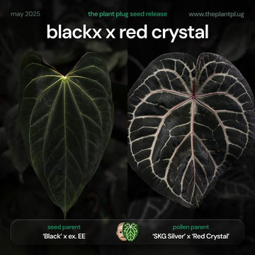 Anthurium ('Black' x) x ('SKG Silver' x 'Red Crystal')