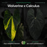 Anthurium Wolverine x Calculus