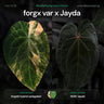 Anthurium forgx variegated x Jayda