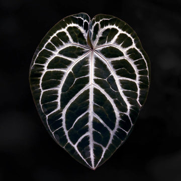 Anthurium 'Heinz' x 'Red Crystal'