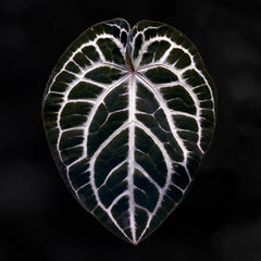 Anthurium 'Heinz' x 'Red Crystal'