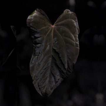 Anthurium (carla x dress) x (pap 'RL' x self) '0'
