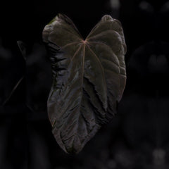 Anthurium (carla x dress) x (pap 'RL' x self) '0'