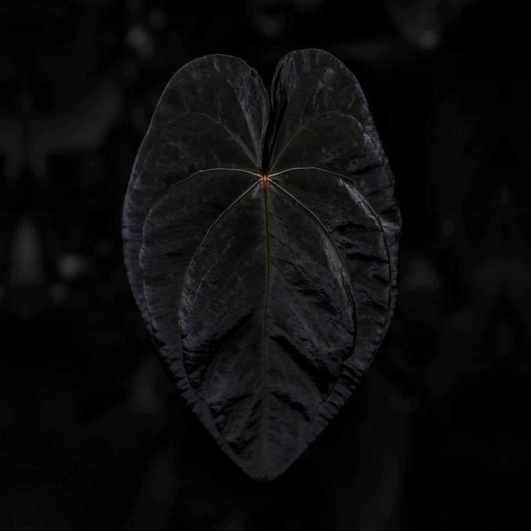 Anthurium 'Temu Ace'