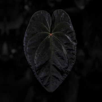 Anthurium 'Temu Ace'