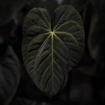 Anthurium 'Blackx' x 'Hoffx'