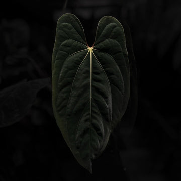 Anthurium papillilaminum 'FS' x antolakii / 'BVEP'