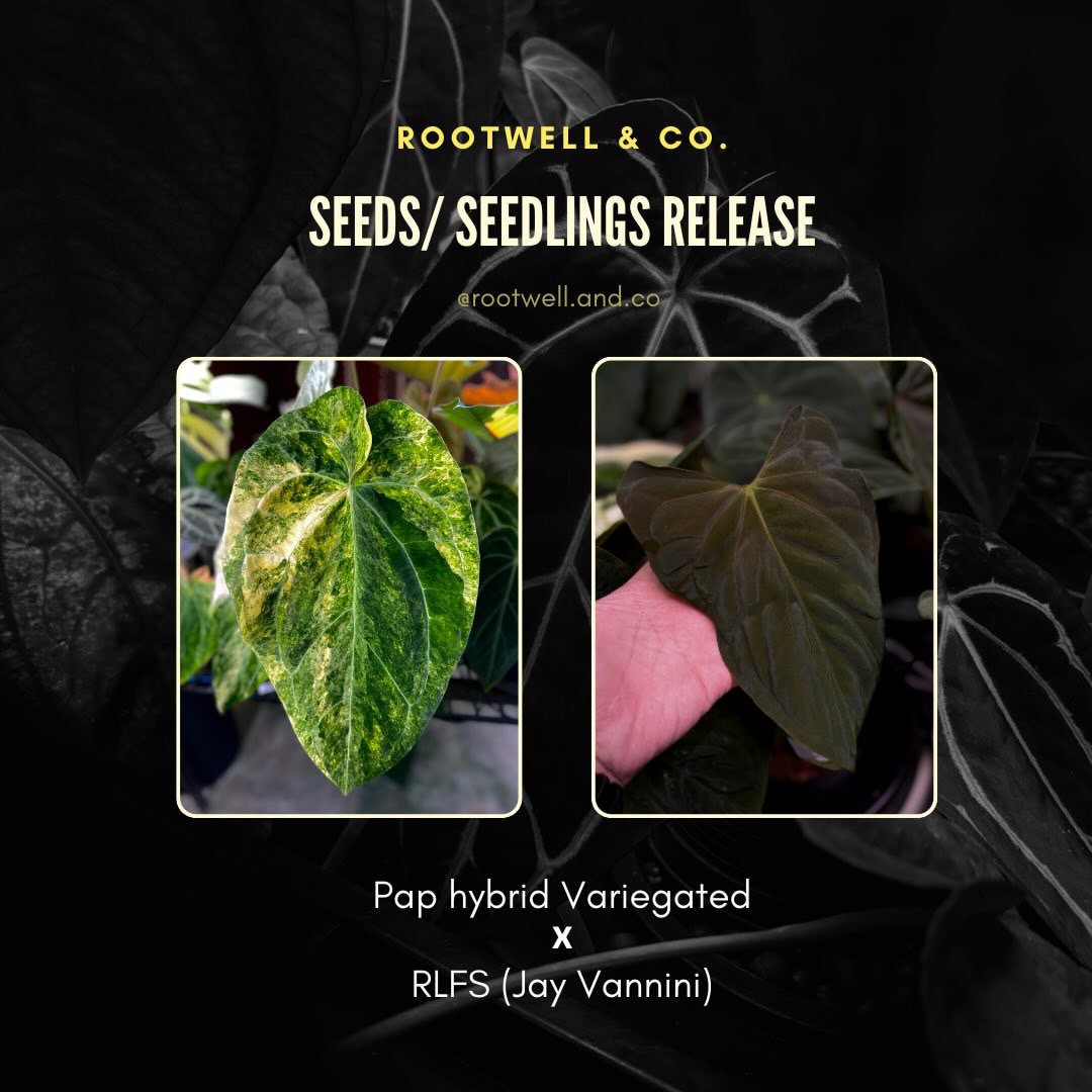 Anthurium pap hybrid variegated x pap RLFS