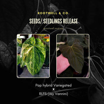 Anthurium pap hybrid variegated x pap RLFS