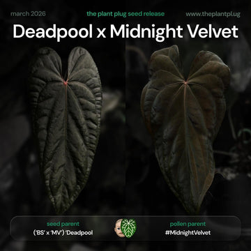 Anthurium 'Deadpool' x '#Midnight Velvet'