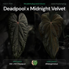 Anthurium 'Deadpool' x '#Midnight Velvet'