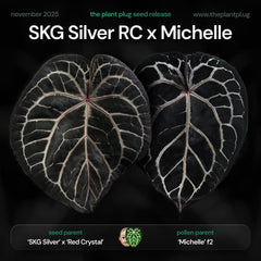 Anthurium SKG Silver RC x Michelle