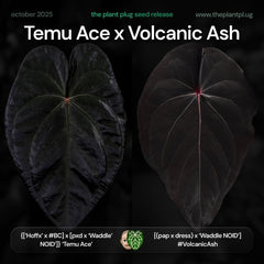 Anthurium Temu Ace x Volcanic Ash