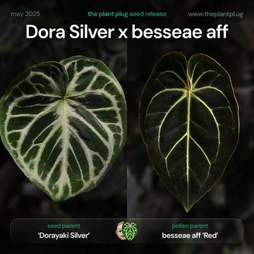 Anthurium Dora Silver x besseae aff