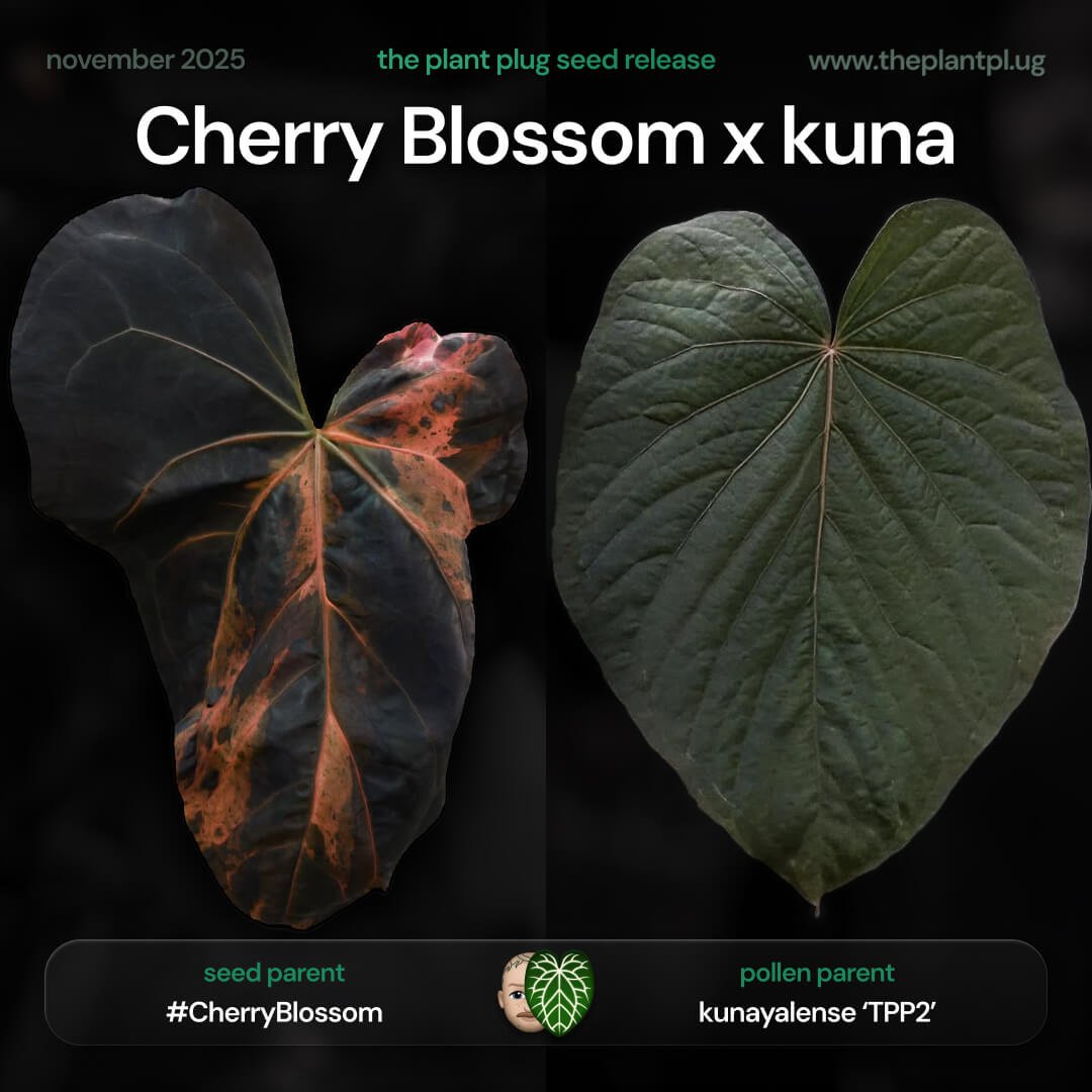 Anthurium Cherry Blossom x kuna
