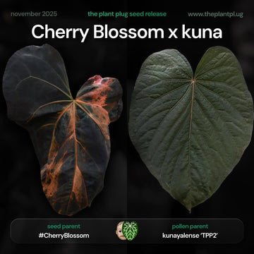 Cherry Blossom x kuna