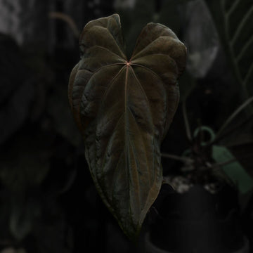 Anthurium #MidnightVelvet '1'