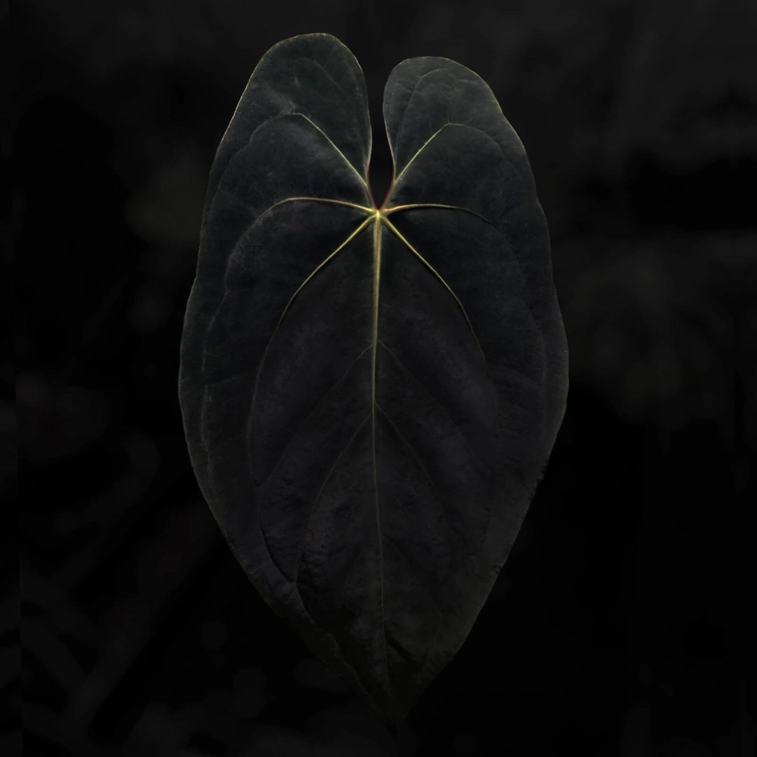 Anthurium #ToroRojo