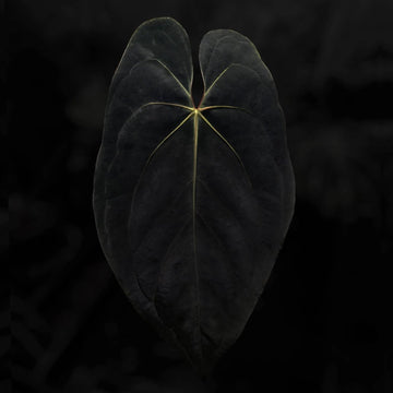 Anthurium #ToroRojo