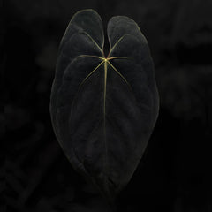 Anthurium #ToroRojo