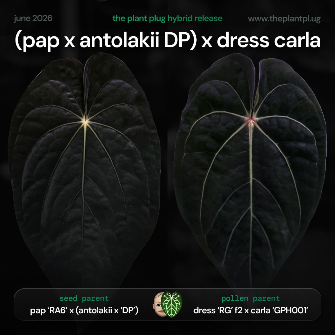 Anthurium [pap 'RA6' x (antolakii x 'Dark Phoenix')] '1' x [(dress 'RG' f2) 'Dark Clone' x carla 'GPH001']