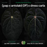 Anthurium [pap 'RA6' x (antolakii x 'Dark Phoenix')] '1' x [(dress 'RG' f2) 'Dark Clone' x carla 'GPH001']