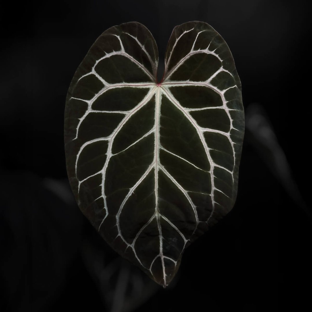Anthurium 'Cape Oasis' s2