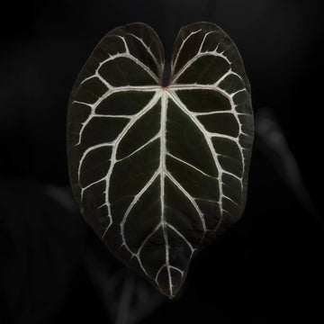 Anthurium 'Cape Oasis' s2