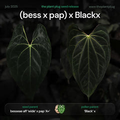 Anthurium (bess x pap) x Blackx