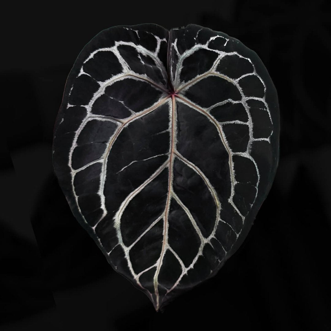 Anthurium 'Michelle' f2