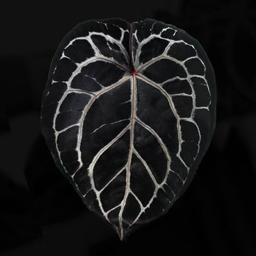 Anthurium 'Michelle' f2