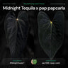 Anthurium Midnight Tequila x pap papcarla