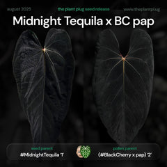 Anthurium Midnight Tequila x BC pap