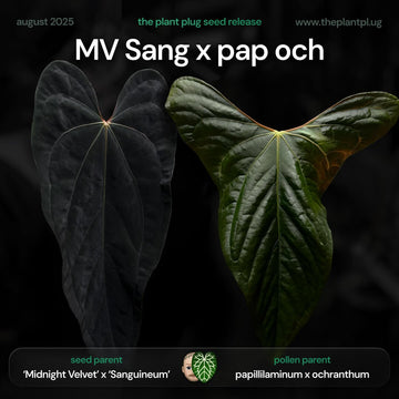 Anthurium MV Sang x pap och