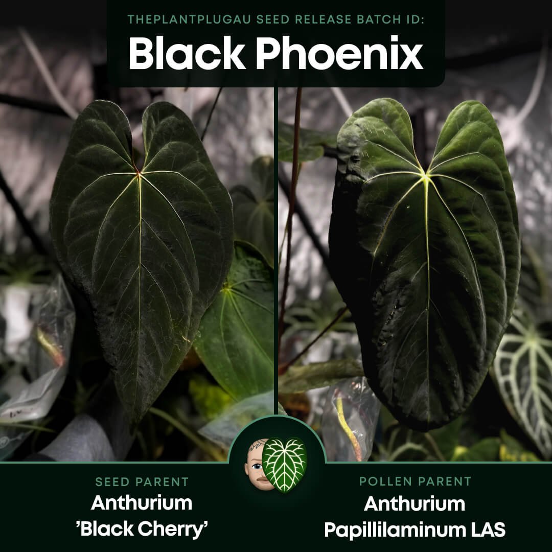 Anthurium #BlackPhoenix